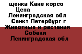 щенки Кане корсо. › Цена ­ 25000-50000 - Ленинградская обл., Санкт-Петербург г. Животные и растения » Собаки   . Ленинградская обл.